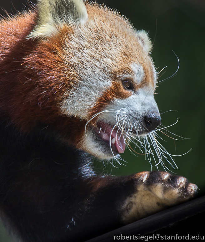 red panda